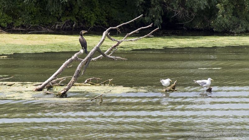 From the Black Sea to the Blue Danube (port-to-port cruise)