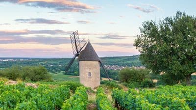 Fine Food and Wines on a Cruise through the Burgundy Region (port-to-port cruise)