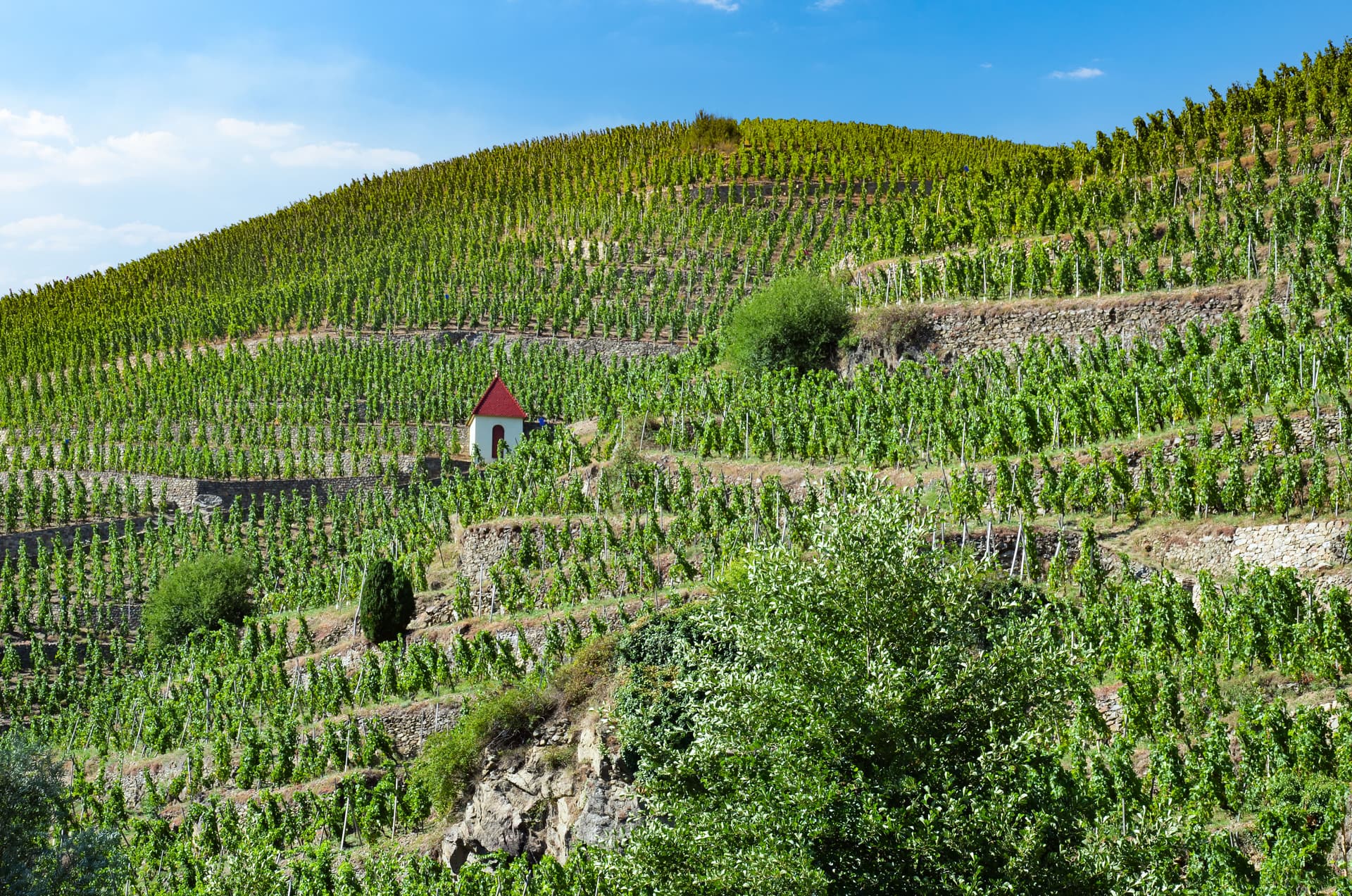 Discover the fabulous world of vineyards and wine, exceptional terroirs of the Rhône and Saône (port-to-port cruise)