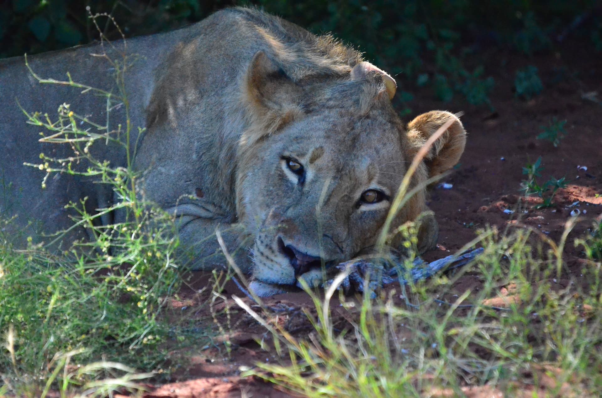 Safari Cruise along the Zambezi River - South Africa, Botswana, Namibia, Zimbabwe with extended stay at the Cape Peninsula (port-to-port cruise)