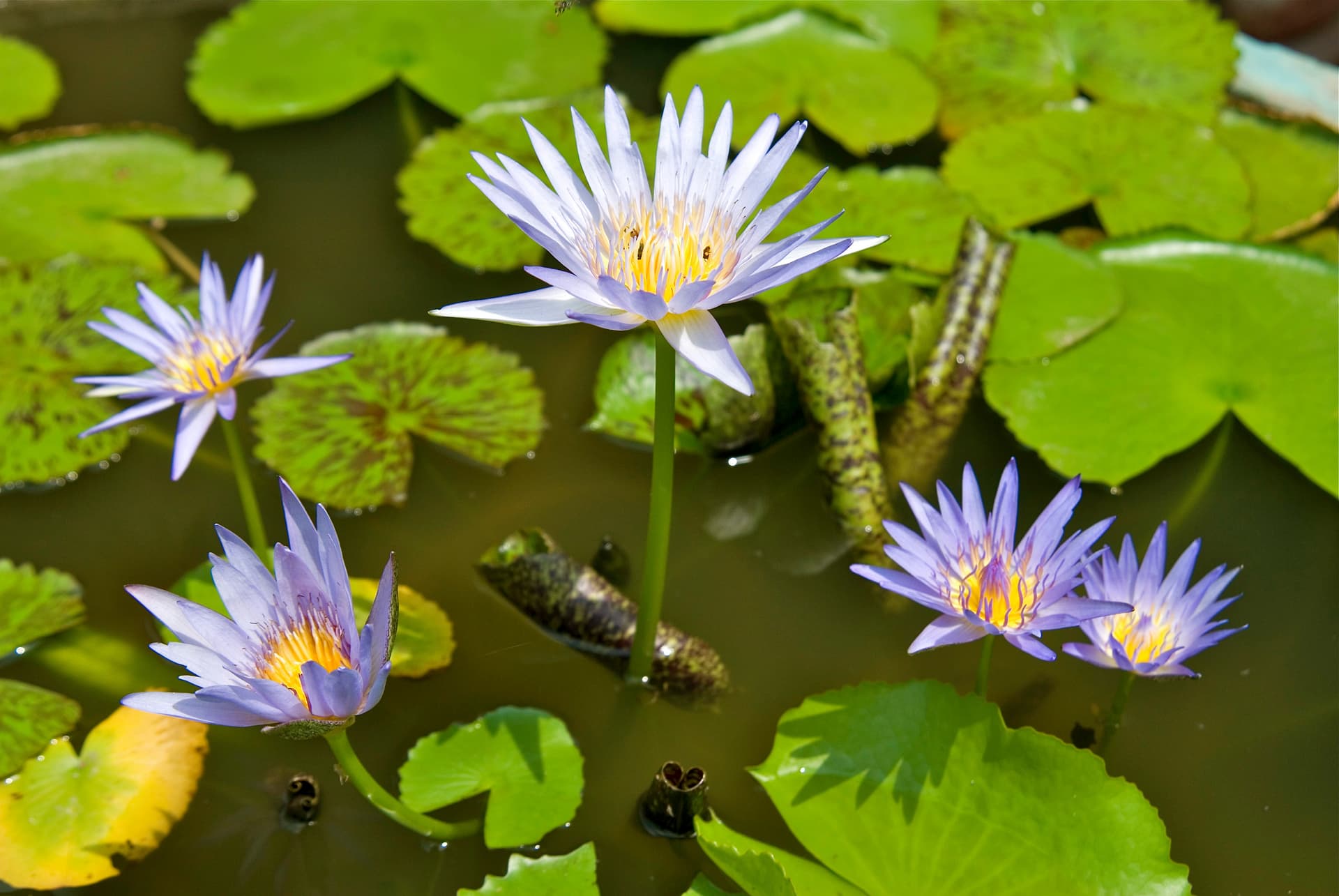 From the temples of Angkor to the Mekong Delta, experience unique and exotic end-of-year celebrations & The Imperial Cities (port-to-port cruise)