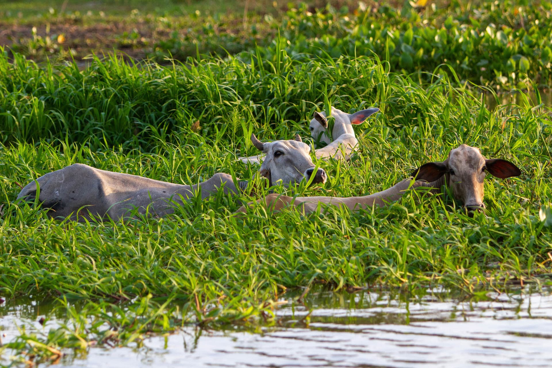 Gentle Amazon & the Tapajós River - An Enchanting and Intimate Cruise to the Most Beautiful Beaches of the Amazon (port-to-port cruise)