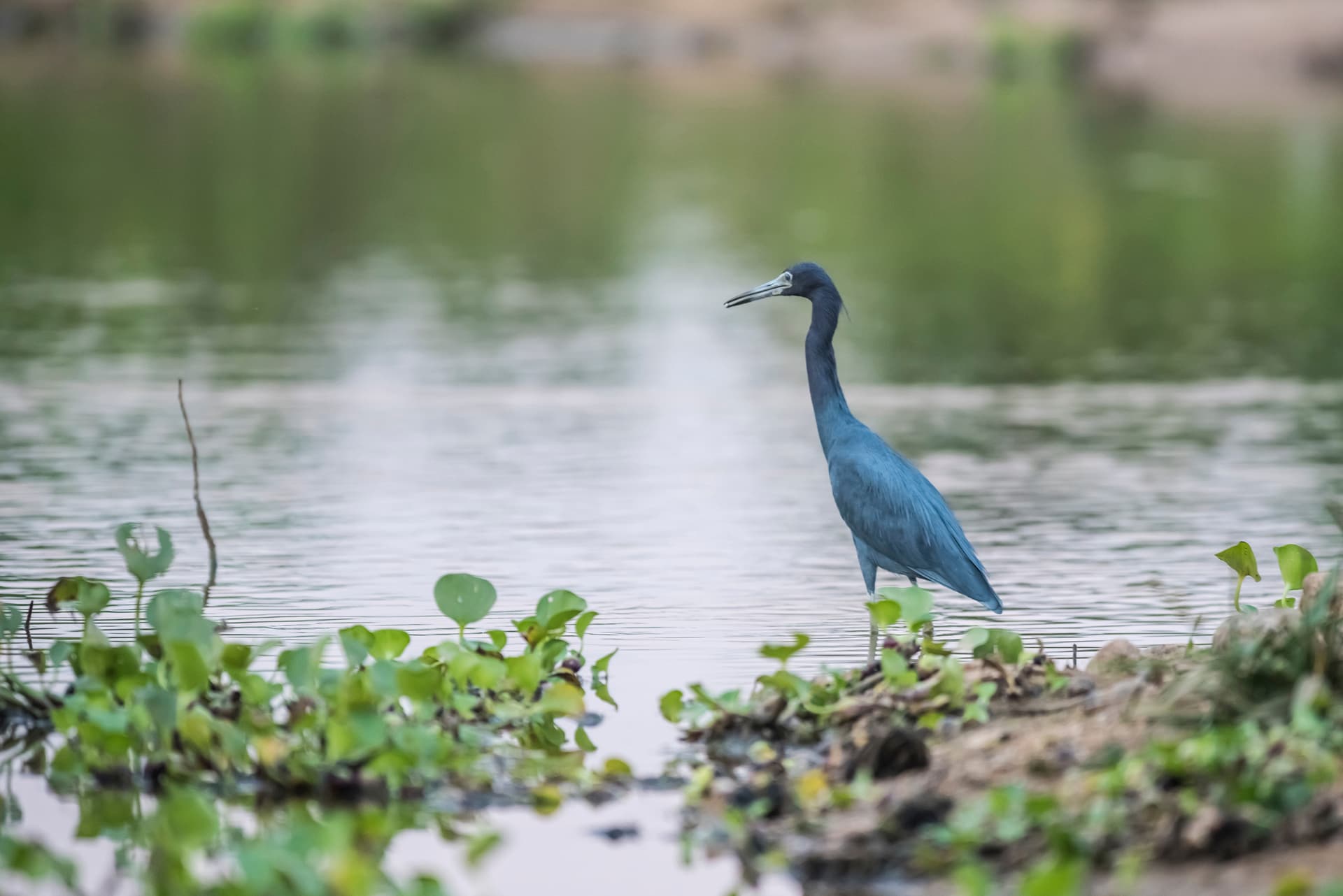 Rio de Janeiro and a cruise along the Amazon and the Rio Negro - An Exclusive Cruise through Pristine and Hidden Nature (port-to-port cruise)