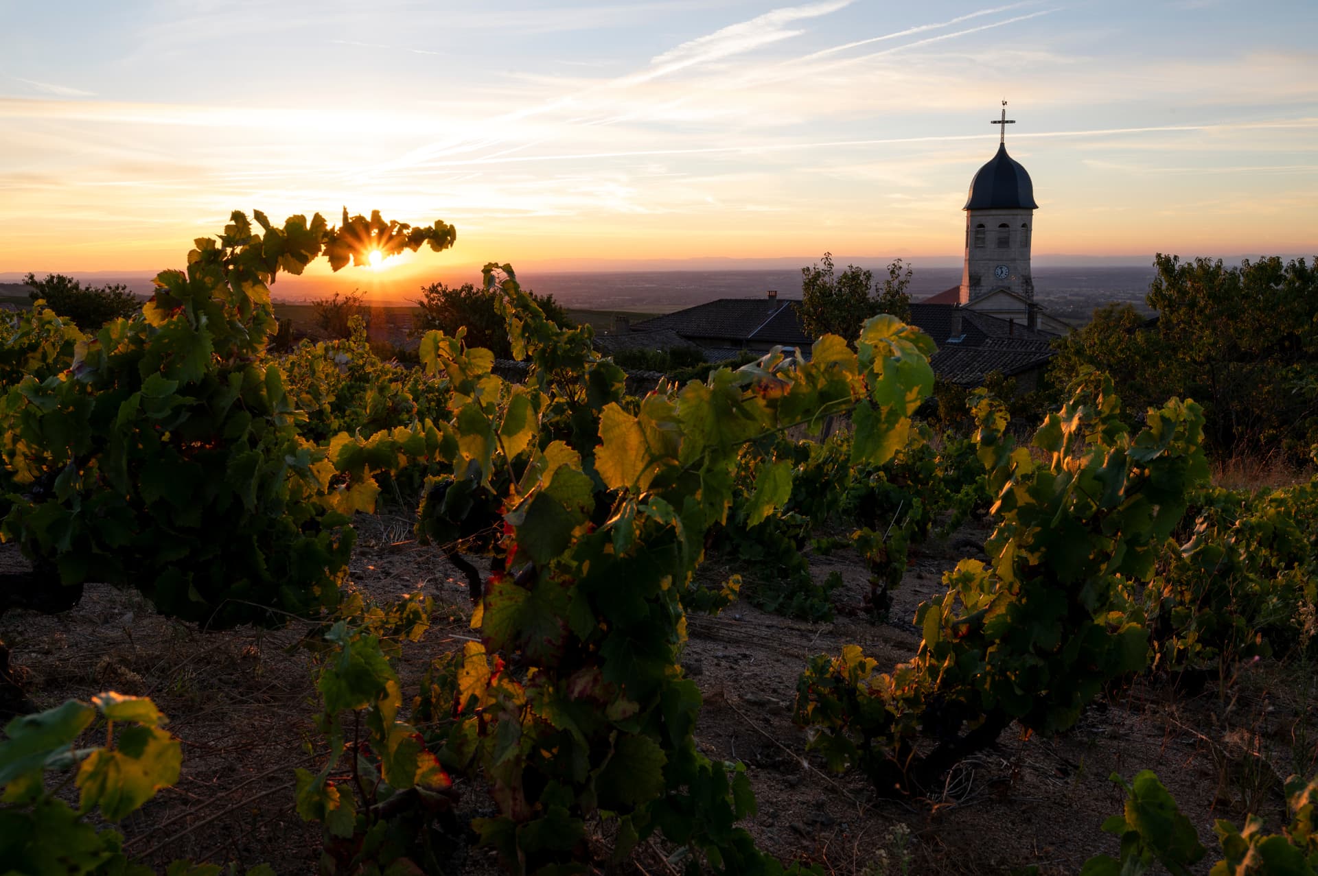 Discover the fabulous world of vineyards and wine, exceptional terroirs of the Rhône and Saône (port-to-port cruise)
