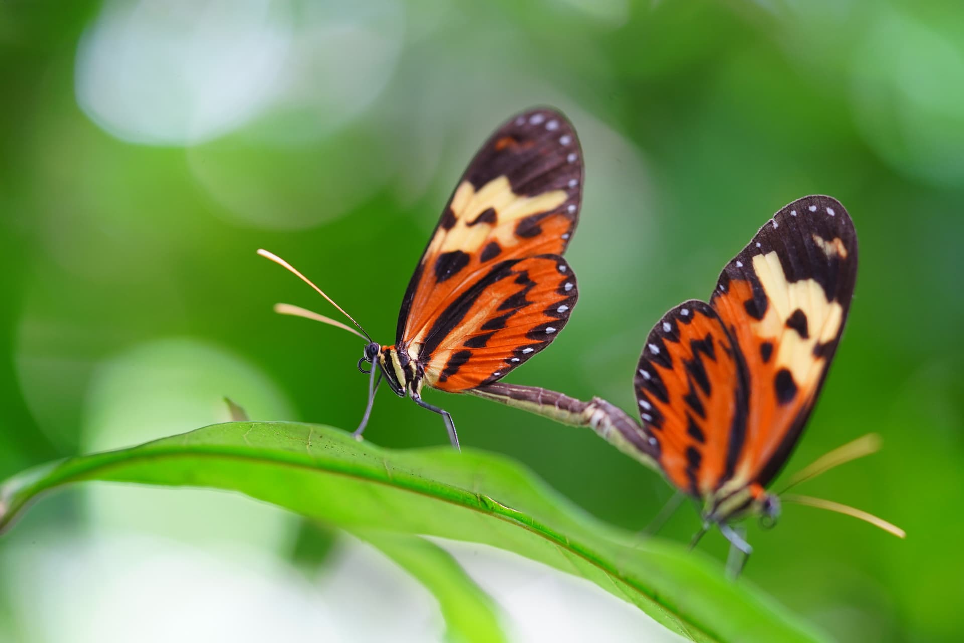 Cruise into the Heart of Primal Amazonia - An exploration at the edge of the jungle, between Brazil and Colombia (port-to-port cruise)
