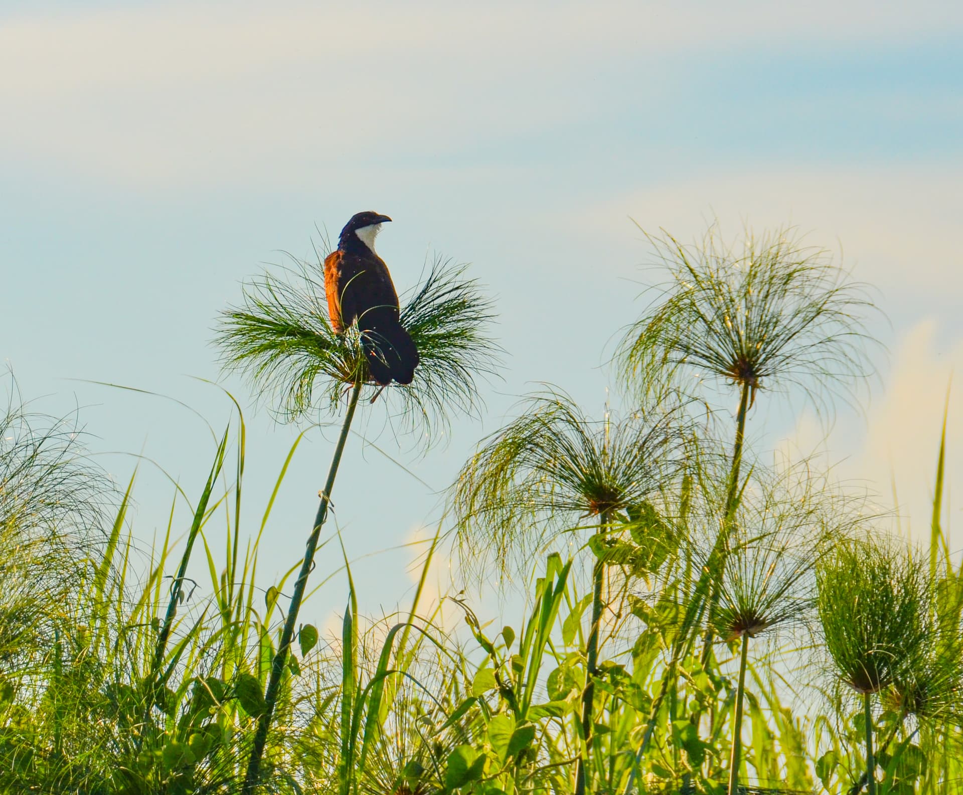 Safari Cruise along the Zambezi River - South Africa, Botswana, Namibia, Zimbabwe with extended stay at the Cape Peninsula (port-to-port cruise)