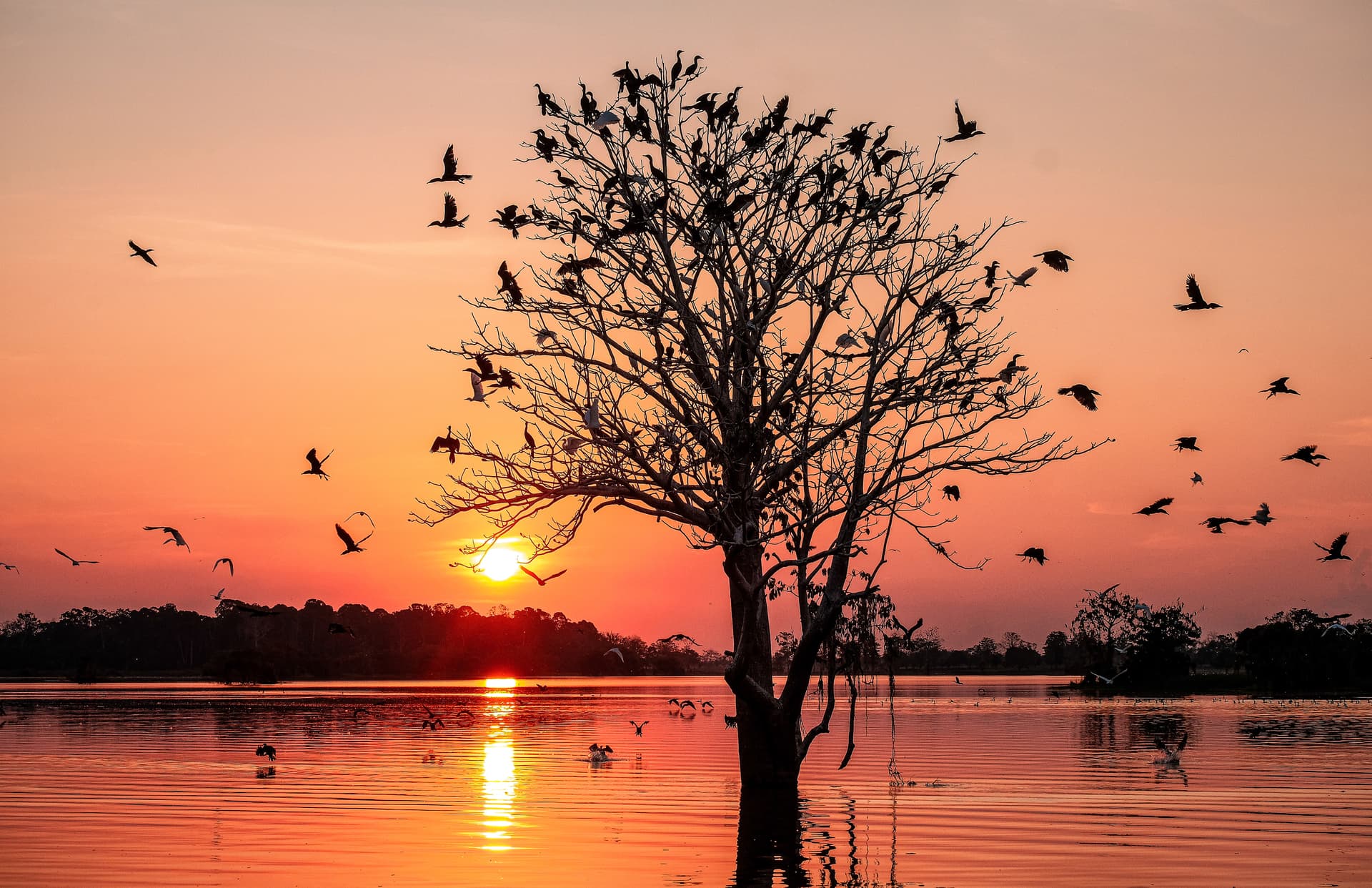 Cruise in the Heart of the Original Amazon - An exploration deep into the jungle, between Brazil and Colombia (port-to-port cruise)